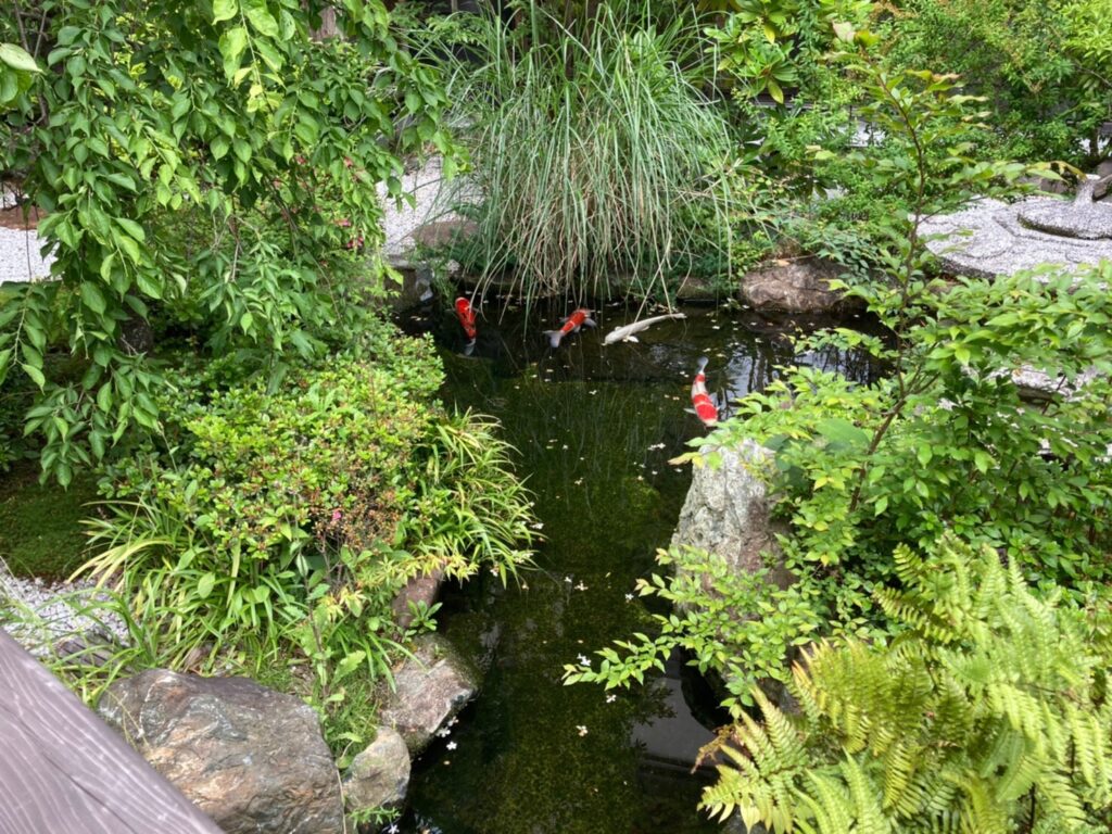 翠雲中庭の池、鯉